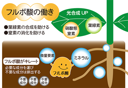 腐植物質のフルボ酸の働き