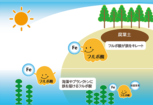 腐植物質のフルボ酸の効果